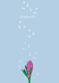 April birth flower,Hyacinth.