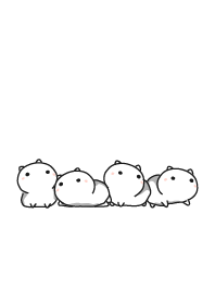 cat staring - 29 - white