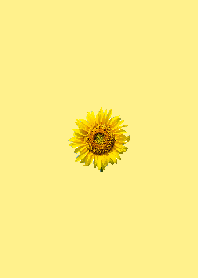 黄色 ひまわり Flower Color