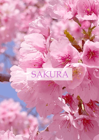 Spring is almost here -SAKURA PINK-43
