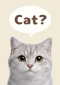 British Shorthair Simples 3 Beige 03