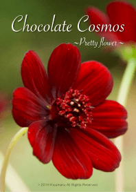 Chocolate Cosmos/ Petty flower/.