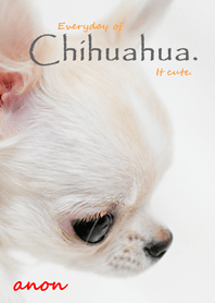 Everyday of Chihuahua. It cute.C/W