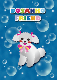 [toy poodle/Silver] AQUA
