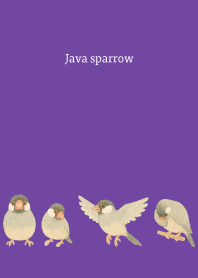 I am a Java sparrow3 on purple