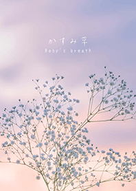 かすみ草 (purple)