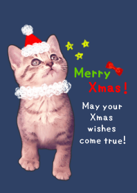 Pretty Christmas Cats ☆1 ＠冬特集