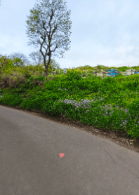Spring Roadside Flowers