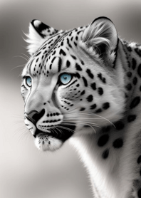 Dreamy white snow leopard 9B4766
