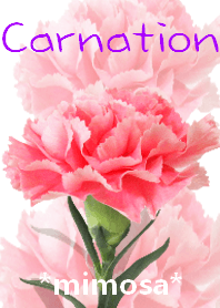 *Flower* Carnation #03-6