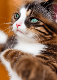 Nyanko Great Runaway#bbjam1929.