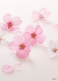 シンプルかわいい♪桜の記憶