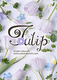 ทิวลิปสด