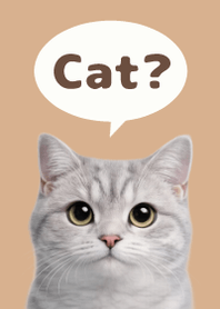British Shorthair Simples 3 Beige 02
