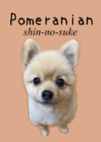 Pomeranian -Shin no suke-