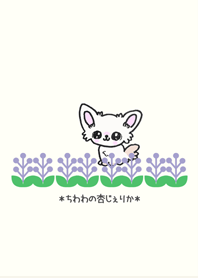 チワワあんじぇりかの着せ替え