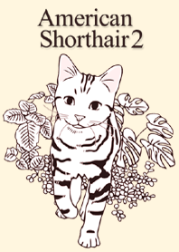 American Shorthair!2