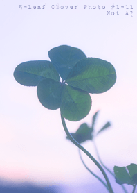 5-leaf clover Photo #1-11 Not AI