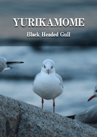 ゆりかもめ -Black-headed gull-