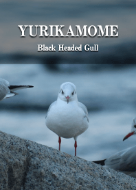 Yurikamome -Black-headed gull-