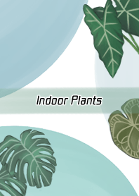 foliage plants & friends