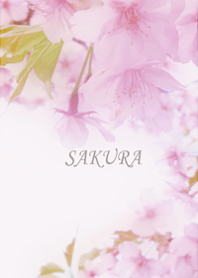 穏やかな幸せに満たされるさくらの花2