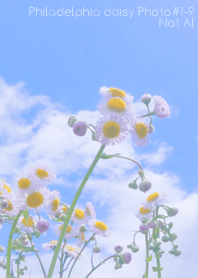 Philadelphia daisy Photo#1-9Not AI