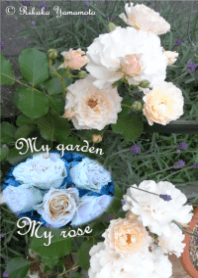 My garden, My rose_Chou Chou