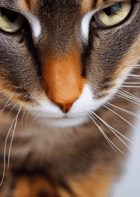 Nyanko Great Runaway#MADLJ524.