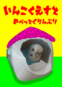 Parakeet quest