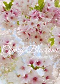 ++Cherry Blossoms++