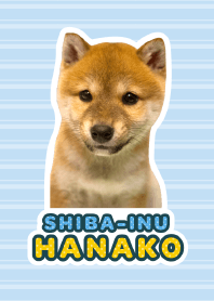 Shiba Inu Hanako [PhotoTheme*a15]
