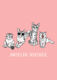 american shorthair1 - coral