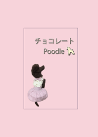 Chocolate Poodle
