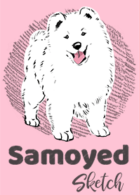 SAMOYED Sketch