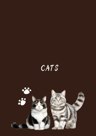 Talking Cats on brown