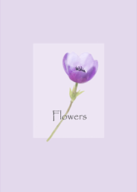 アネモネの花が咲いて・穏やかパープル