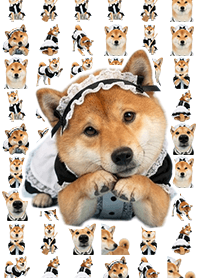 Maid's Shiba Inu - White