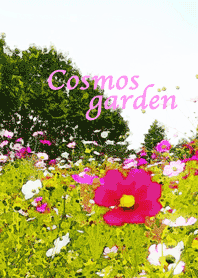 Cosmos garden