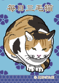 毎日三毛猫 2