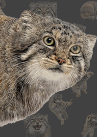 Kucing Pallas Realistis Mode Gelap