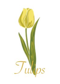Flowers : Tulips V3