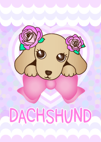 The Dachshund -latest edition-