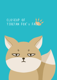CLOSEUP OF TIBETAN FOX's FACE/TURQUOISE