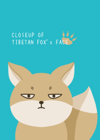 CLOSEUP OF TIBETAN FOX's FACE-TURQUOISE