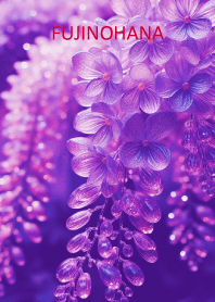 FUJINOHANA-hisatoto 19