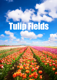 チューリップ畑 vol.5
