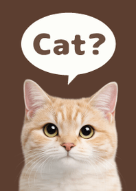 Gato Simples 2 Brown 01