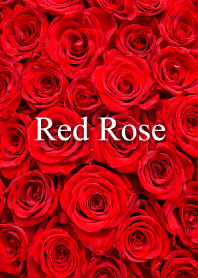 "Red Rose vol.4" theme
