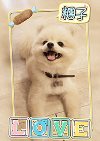 Pomeranian Tuanzi